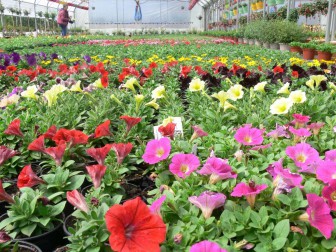 DUHAIL PÉPINIÈRES, Jardinerie dans la Creuse